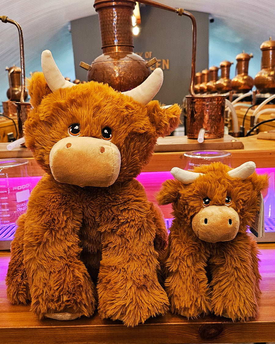 "Ginger" the Highland Coo